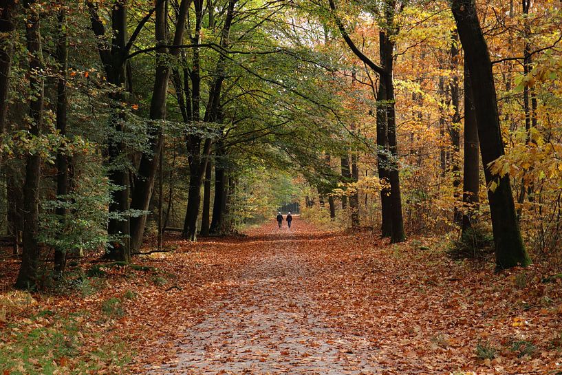 Herbstlicher Spaziergang durch den bunten Wald von Debby Gelderloos