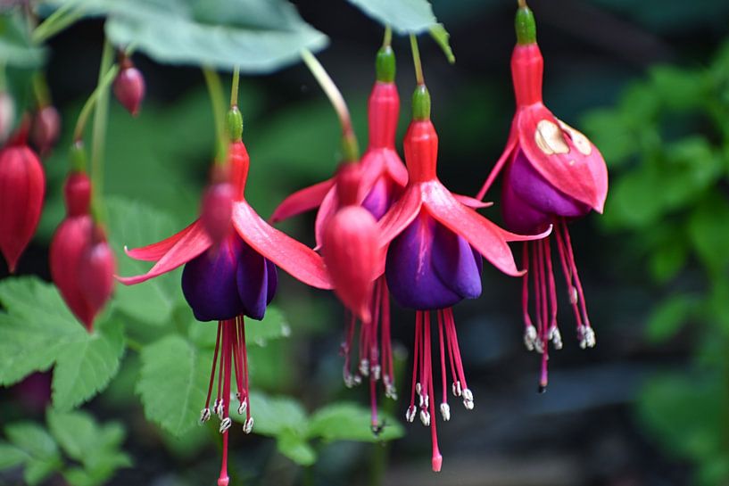 Fuchsie von Emily Yilmaz