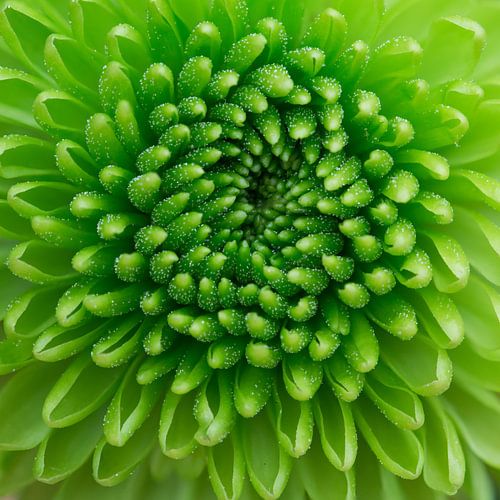 grün, grün, grün,