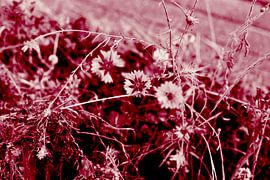 Abstracte zomerbloemen in rood. Moderne abstracte botanische kunst van Dina Dankers