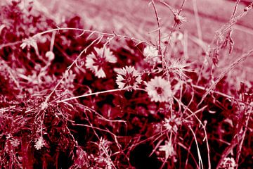 Abstrakte Sommerblumen in Rot. Moderne abstrakte botanische Kunst von Dina Dankers