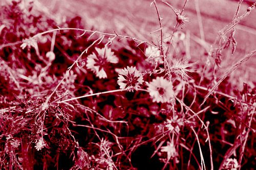 Abstracte zomerbloemen in rood. Moderne abstracte botanische kunst