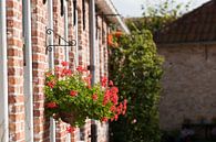 Blumen an historischen Fassaden von Fotografiecor .nl Miniaturansicht