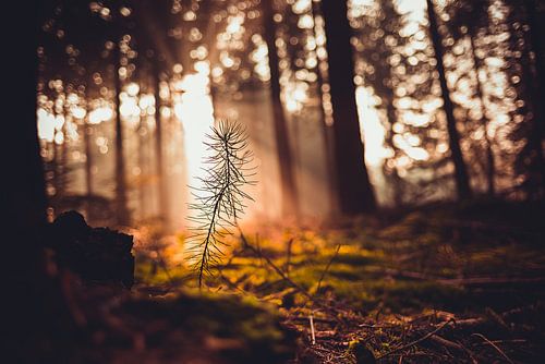 Kaapse Bossen - Doorn (Niederlande) von Dirk-Jan Kraan