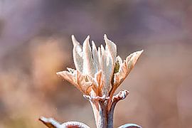 Beautifully coloured attractive flower made with macrolens! by Jennifer Petterson