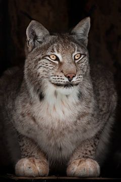 Yellow-red slender lynx looks down by Michael Semenov