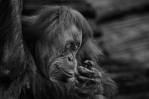 Orang-oetan vrouwtje kijkt bescheiden maar sluw portret in profiel contrasterende zwart-wit foto Kal van Michael Semenov