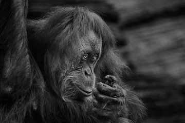 Orang-Utan-Weibchen schaut bescheiden, aber schlau Porträt im Profil kontrastierenden Schwarz-Weiß-F von Michael Semenov