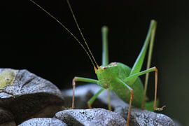 Sprinkhaan  sur Martien Wassink