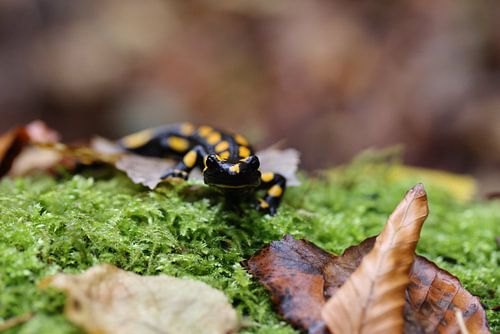 Vuursalamander (Salamandra salamandra) Duitsland