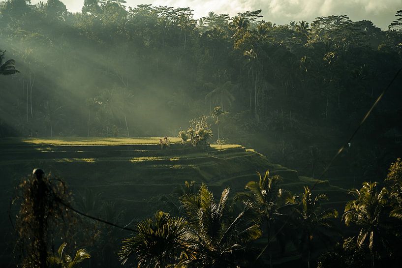The Tegalalang rice terrace by visualsofroy