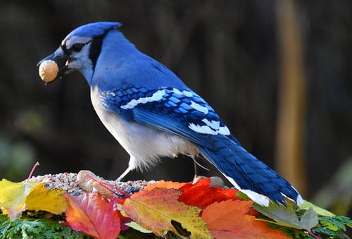 Een blauwe gaai bij de feeder in de herfst