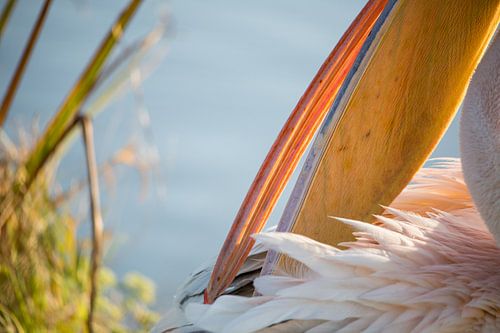 Birds | Great White Pelican portret  by Servan Ott