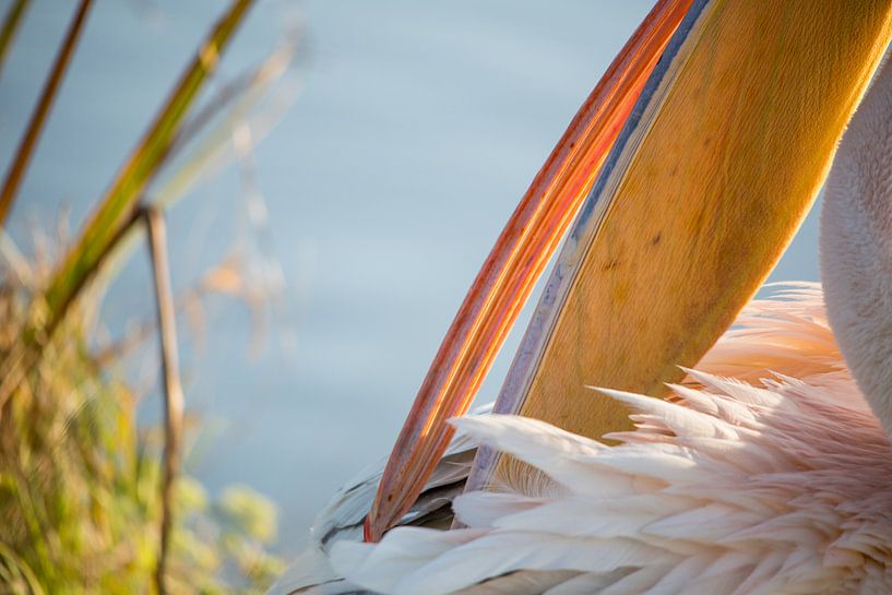 Vogels | Roze pelikaan portret van Servan Ott