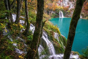 Der durstige Wald von Loris Photography