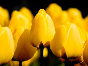 Bloemperk met Gele tulpen tegen een zwarte achtergrond van Rob Kints