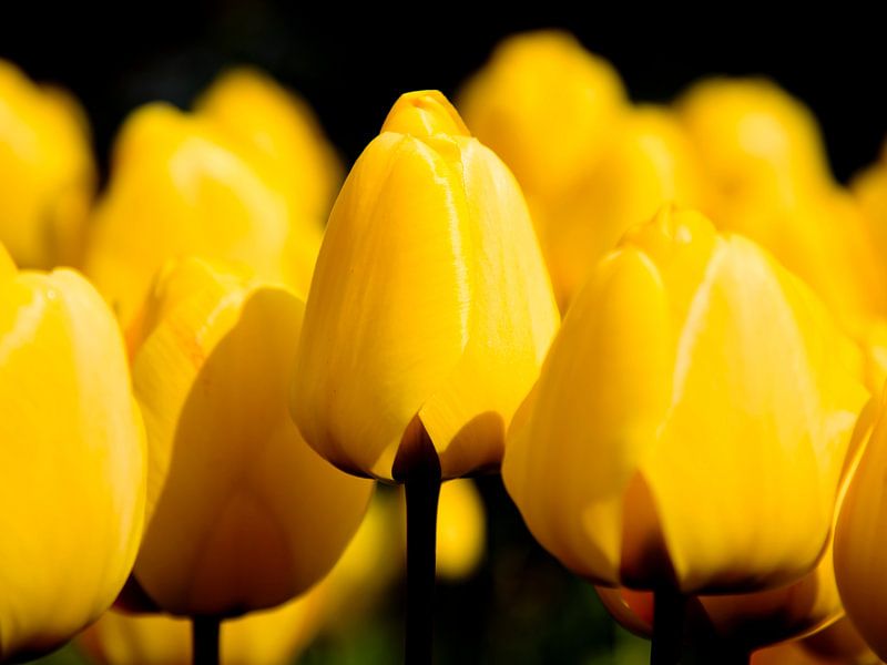 Parterre de tulipes jaunes sur fond noir par Rob Kints
