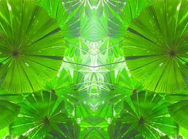 Fan palm from the Daintree National Park in Australia