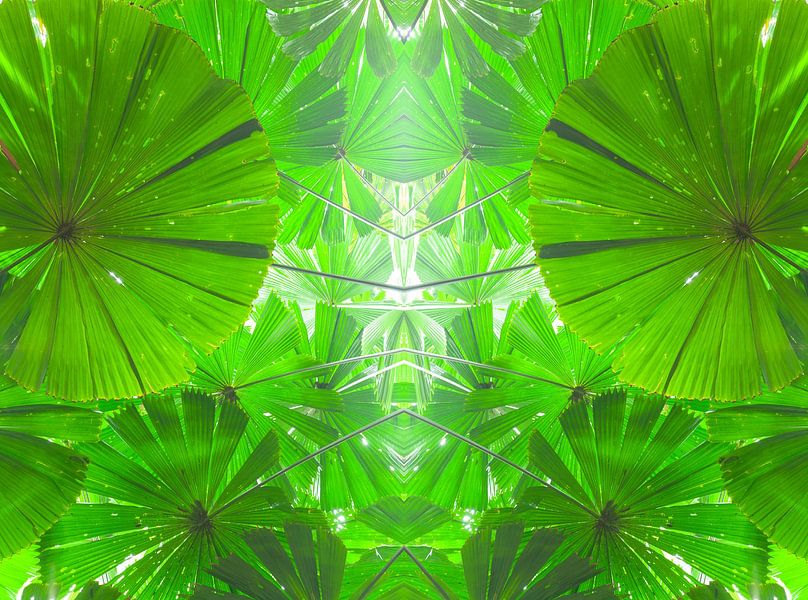 Fan palm from the Daintree National Park in Australia by Jiri Viehmann