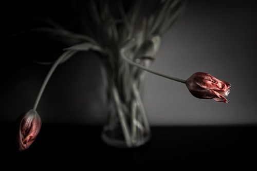 Tulpen in der Dämmerung von Mark Isarin | Fotografie