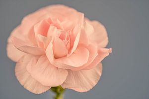 Gros plan d'une fleur d'œillet rose tendre sur Dafne Vos