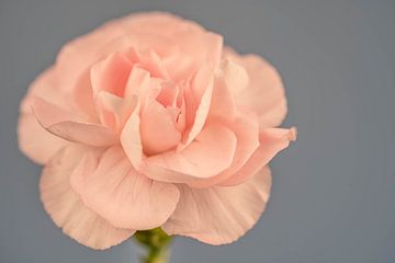 Close up van een zacht roze Anjer bloem van Dafne Vos