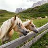 Haflinger in den Bergen von Martina Weidner