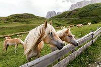 Haflinger in the mountains
