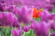 Tulpen uit de polder van Yvonne van Zuiden thumbnail