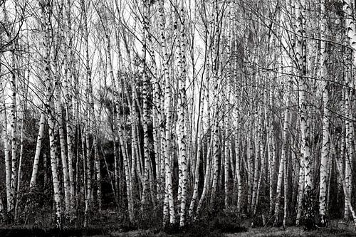 Birch Grove
