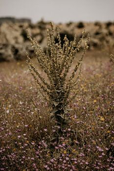 Plant in een veld met bloemen