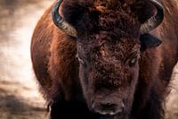 Bison européen obscur