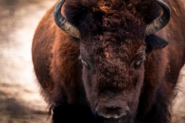 Bison européen obscur sur Sander van Driel