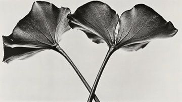 Etherische Bloemen in zwart wit van Franka Poulain