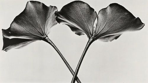 Ethereal Flowers in black and white