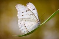 de witte vlinder