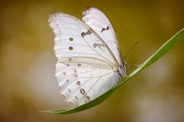 de witte vlinder van Joey Hohage