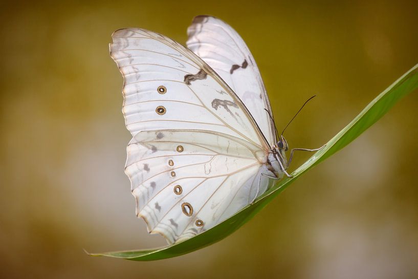 le papillon blanc par Joey Hohage