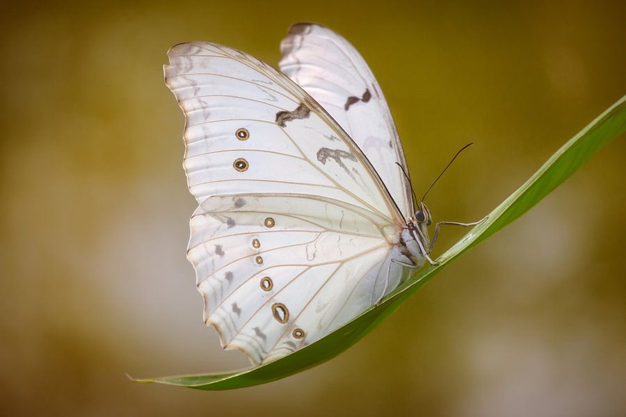 de witte vlinder by Joey Hohage on canvas, poster, wallpaper and more