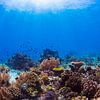 Un récif corallien au soleil sur thomas van puymbroeck