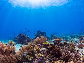 A coral reef in the sun by thomas van puymbroeck