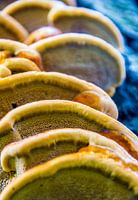 Towering Mushrooms