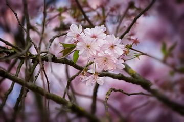 Wild Cherry Blossom von marlika art