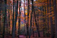 Autumn colours in the forest