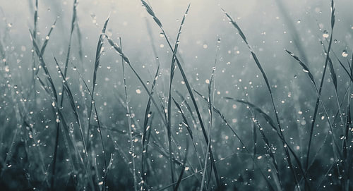 Halme im Morgentau – Kühle Eleganz
