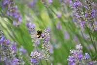 bumblebee