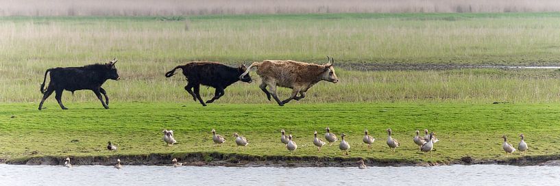 Heckrund van Michiel Leegerstee