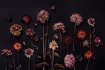 garden of dried dahlias by Karel Ham
