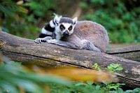 Ringstaartmaki op de uitkijk voor indringers in het regenwoud van Madagaskar