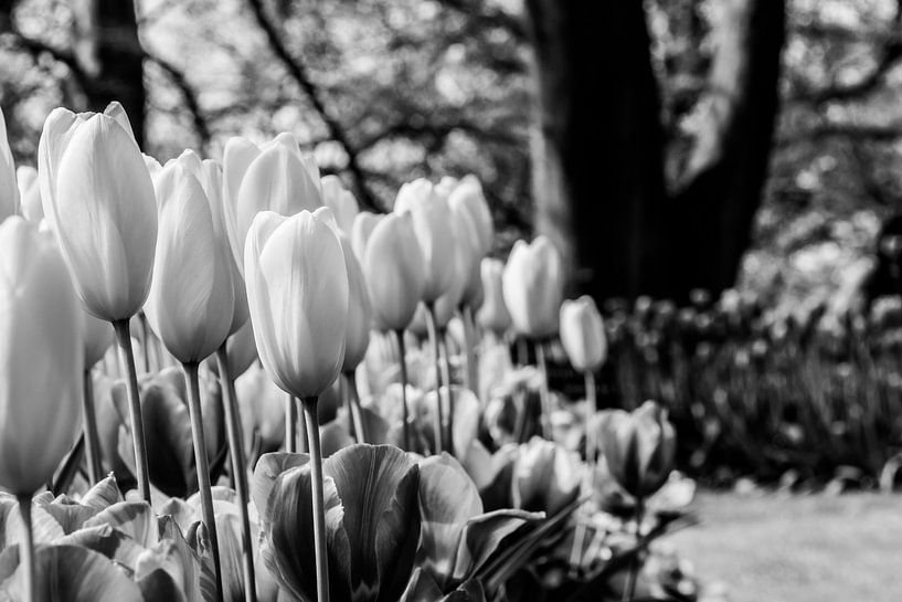 Tulpenbloembed in zwartwit van de buurtfotograaf Leontien